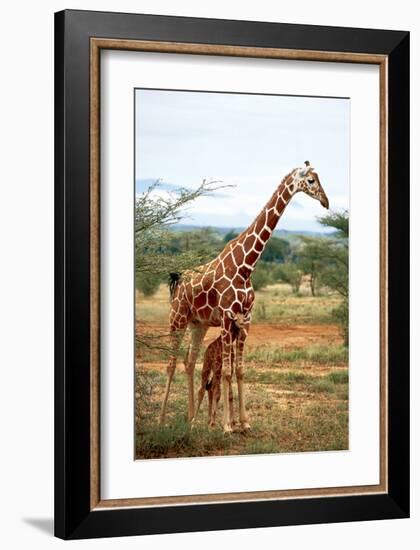 Giraffe and Baby-null-Framed Art Print