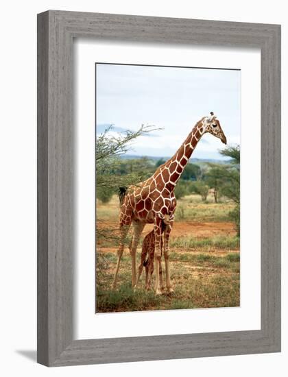 Giraffe and Baby-null-Framed Art Print