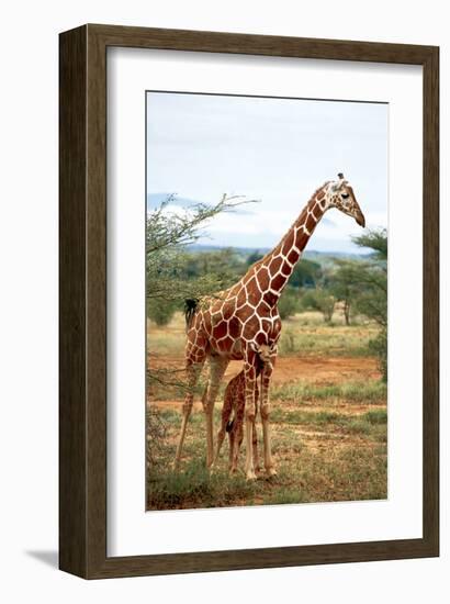 Giraffe and Baby-null-Framed Art Print