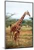 Giraffe and Baby-null-Mounted Art Print