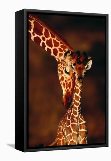 Giraffe and Baby-Lantern Press-Framed Stretched Canvas