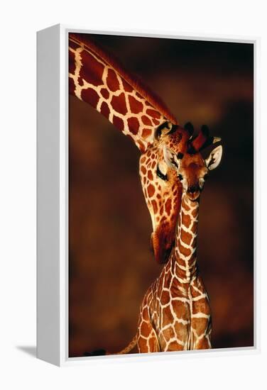 Giraffe and Baby-Lantern Press-Framed Stretched Canvas