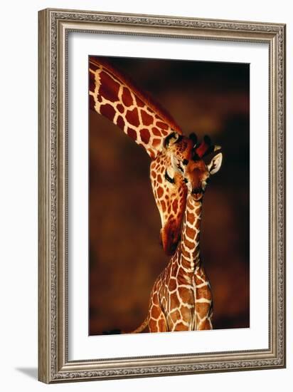 Giraffe and Baby-Lantern Press-Framed Art Print