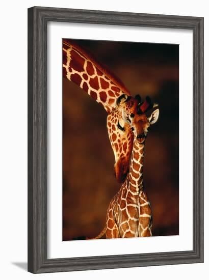 Giraffe and Baby-Lantern Press-Framed Art Print