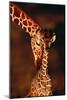 Giraffe and Baby-Lantern Press-Mounted Art Print