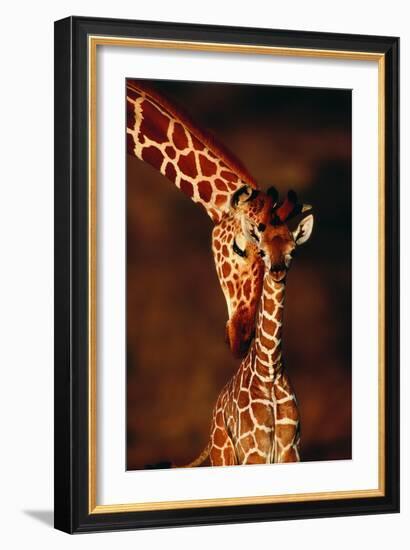 Giraffe and Baby-Lantern Press-Framed Art Print