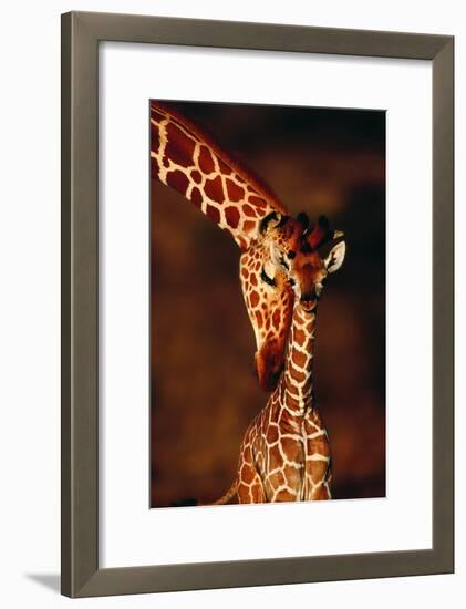 Giraffe and Baby-Lantern Press-Framed Premium Giclee Print