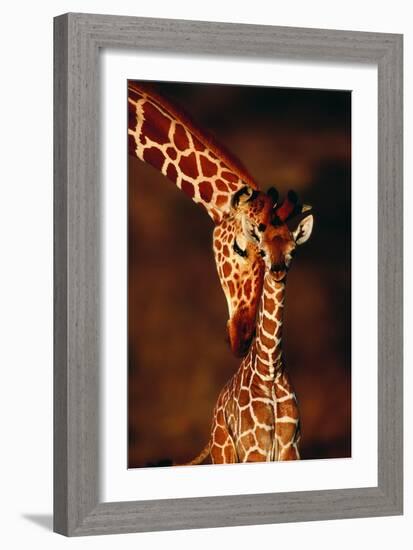 Giraffe and Baby-Lantern Press-Framed Premium Giclee Print