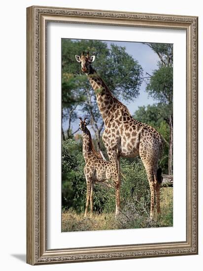 Giraffe and Baby-Lantern Press-Framed Art Print