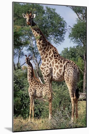 Giraffe and Baby-Lantern Press-Mounted Art Print