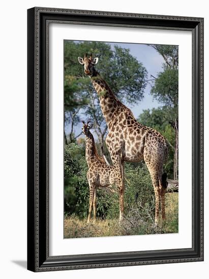 Giraffe and Baby-Lantern Press-Framed Art Print