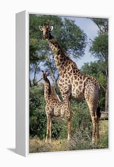 Giraffe and Baby-Lantern Press-Framed Stretched Canvas