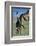 Giraffe and Calf-Paul Souders-Framed Photographic Print