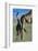 Giraffe and Calf-Paul Souders-Framed Photographic Print