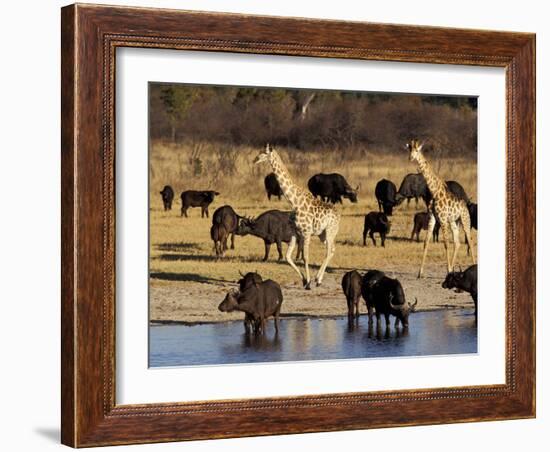 Giraffe and Cape Buffalo Drinking at Nyamandlove Pan, Hwange National Park, Zimbabwe-William Sutton-Framed Photographic Print