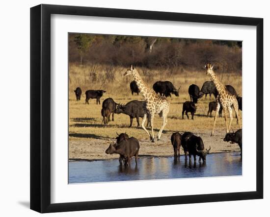 Giraffe and Cape Buffalo Drinking at Nyamandlove Pan, Hwange National Park, Zimbabwe-William Sutton-Framed Photographic Print