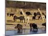 Giraffe and Cape Buffalo Drinking at Nyamandlove Pan, Hwange National Park, Zimbabwe-William Sutton-Mounted Photographic Print