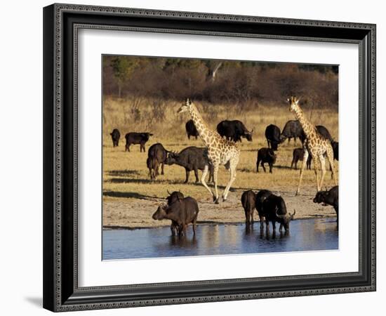 Giraffe and Cape Buffalo Drinking at Nyamandlove Pan, Hwange National Park, Zimbabwe-William Sutton-Framed Photographic Print