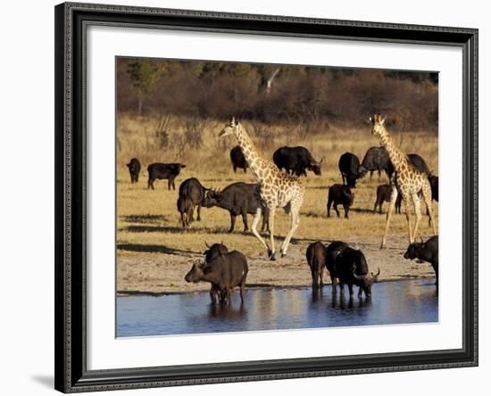 Giraffe and Cape Buffalo Drinking at Nyamandlove Pan, Hwange National Park, Zimbabwe-William Sutton-Framed Photographic Print