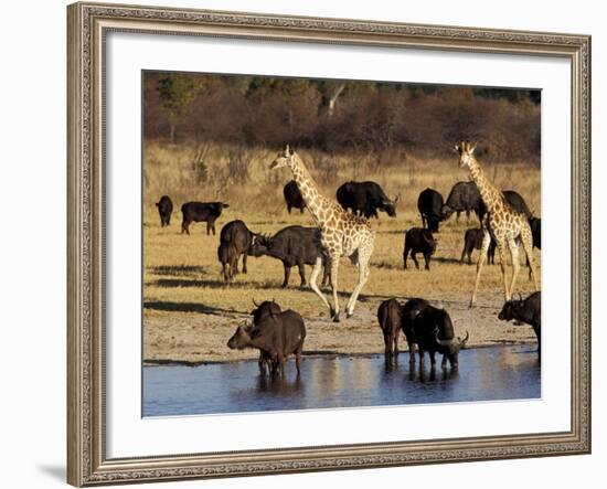 Giraffe and Cape Buffalo Drinking at Nyamandlove Pan, Hwange National Park, Zimbabwe-William Sutton-Framed Photographic Print