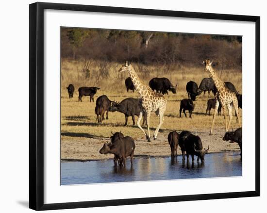 Giraffe and Cape Buffalo Drinking at Nyamandlove Pan, Hwange National Park, Zimbabwe-William Sutton-Framed Photographic Print