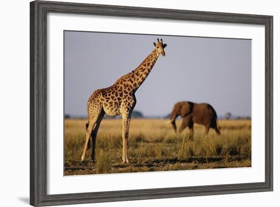 Giraffe and Elephant on the Savanna-Paul Souders-Framed Photographic Print