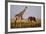 Giraffe and Elephant on the Savanna-Paul Souders-Framed Photographic Print