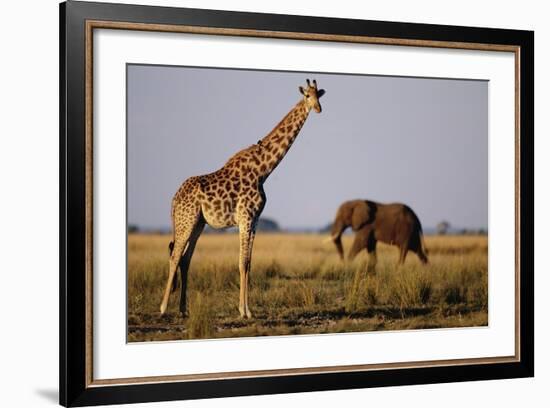 Giraffe and Elephant on the Savanna-Paul Souders-Framed Photographic Print