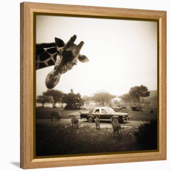 Giraffe and Friends Falcon Ridge Texas-Theo Westenberger-Framed Premier Image Canvas