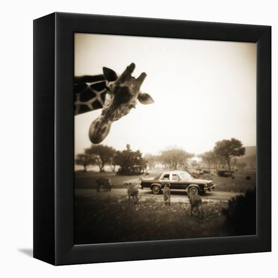 Giraffe and Friends Falcon Ridge Texas-Theo Westenberger-Framed Premier Image Canvas