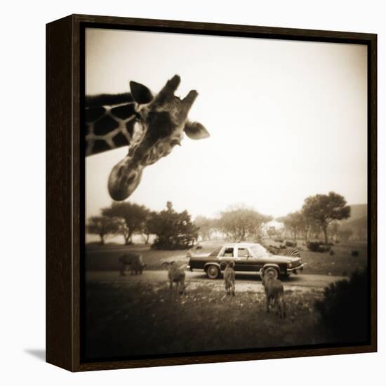 Giraffe and Friends Falcon Ridge Texas-Theo Westenberger-Framed Premier Image Canvas