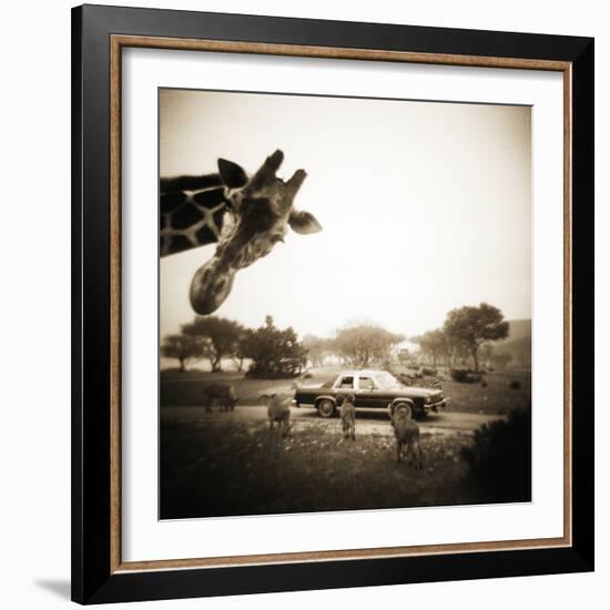 Giraffe and Friends Falcon Ridge Texas-Theo Westenberger-Framed Premium Photographic Print