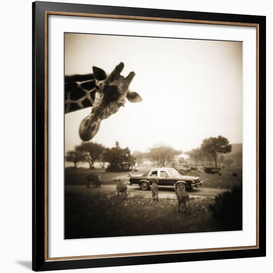 Giraffe and Friends Falcon Ridge Texas-Theo Westenberger-Framed Photographic Print