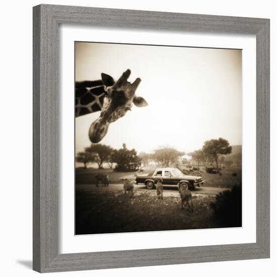 Giraffe and Friends Falcon Ridge Texas-Theo Westenberger-Framed Photographic Print