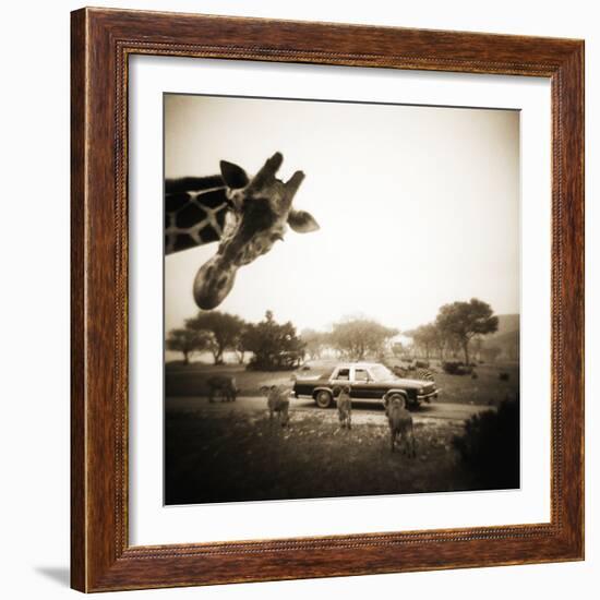 Giraffe and Friends Falcon Ridge Texas-Theo Westenberger-Framed Photographic Print