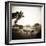 Giraffe and Friends Falcon Ridge Texas-Theo Westenberger-Framed Photographic Print