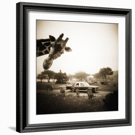 Giraffe and Friends Falcon Ridge Texas-Theo Westenberger-Framed Photographic Print