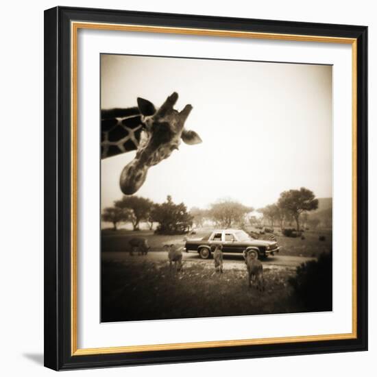 Giraffe and Friends Falcon Ridge Texas-Theo Westenberger-Framed Photographic Print