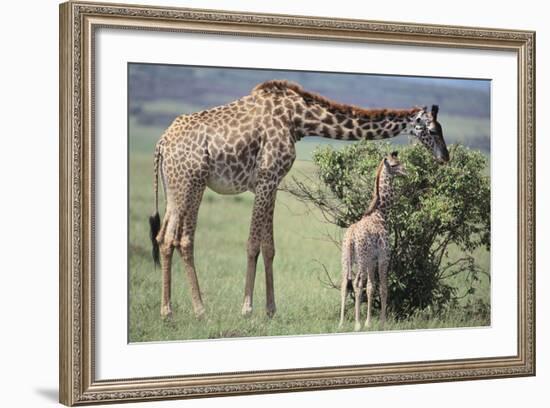 Giraffe and Young Eating a Bush-DLILLC-Framed Photographic Print