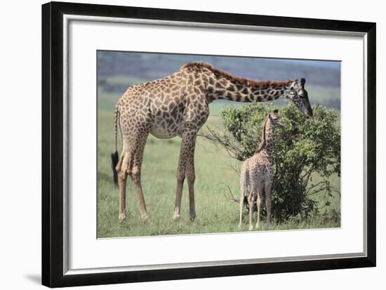 Giraffe and Young Eating a Bush-DLILLC-Framed Photographic Print