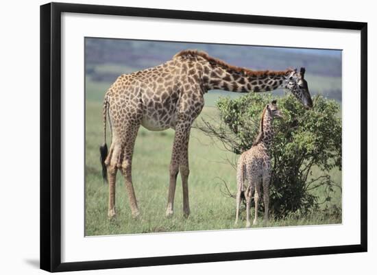 Giraffe and Young Eating a Bush-DLILLC-Framed Photographic Print