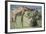 Giraffe and Young Eating a Bush-DLILLC-Framed Photographic Print