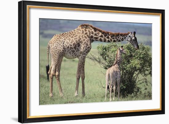 Giraffe and Young Eating a Bush-DLILLC-Framed Photographic Print