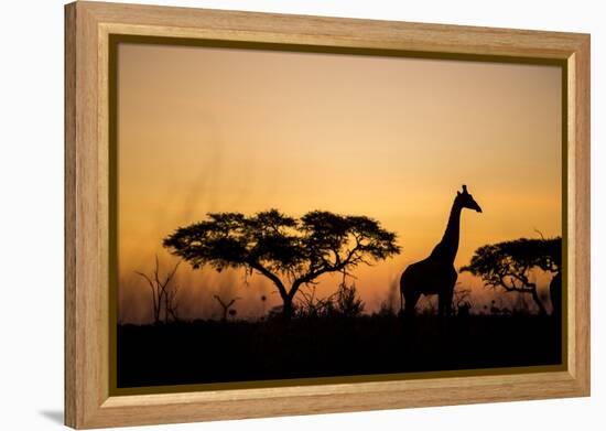 Giraffe at Dusk, Chobe National Park, Botswana-Paul Souders-Framed Premier Image Canvas