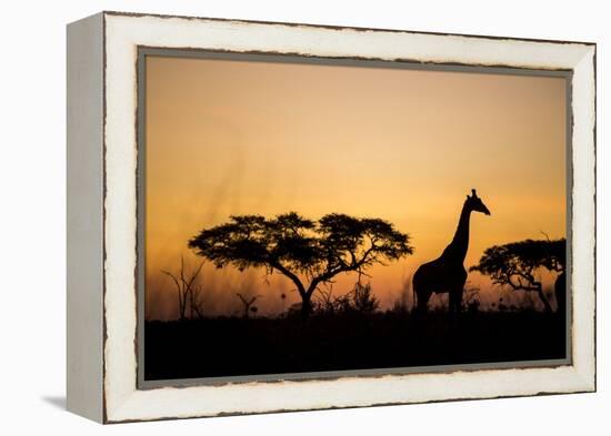 Giraffe at Dusk, Chobe National Park, Botswana-Paul Souders-Framed Premier Image Canvas