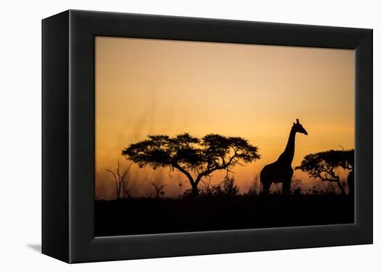 Giraffe at Dusk, Chobe National Park, Botswana-Paul Souders-Framed Premier Image Canvas