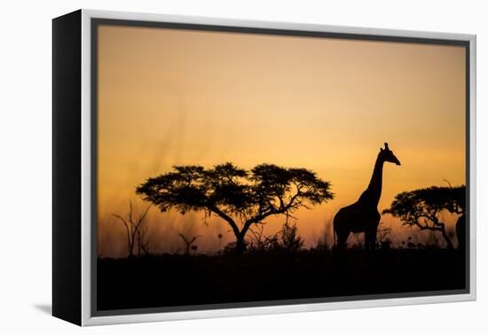 Giraffe at Dusk, Chobe National Park, Botswana-Paul Souders-Framed Premier Image Canvas