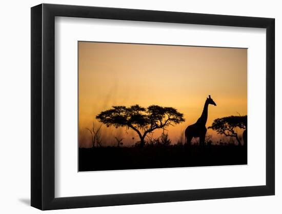 Giraffe at Dusk, Chobe National Park, Botswana-Paul Souders-Framed Photographic Print
