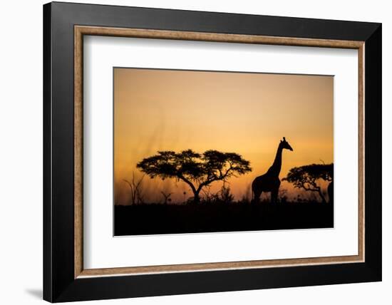 Giraffe at Dusk, Chobe National Park, Botswana-Paul Souders-Framed Photographic Print