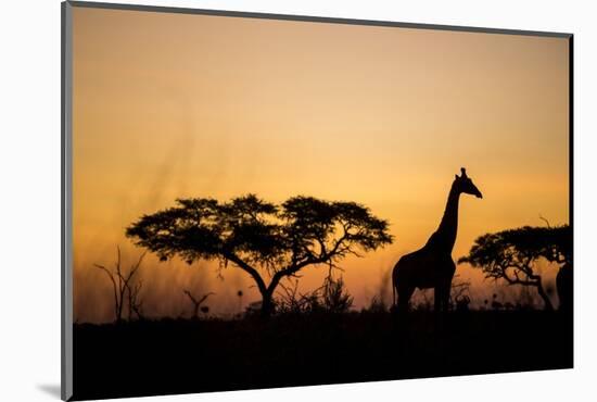 Giraffe at Dusk, Chobe National Park, Botswana-Paul Souders-Mounted Photographic Print